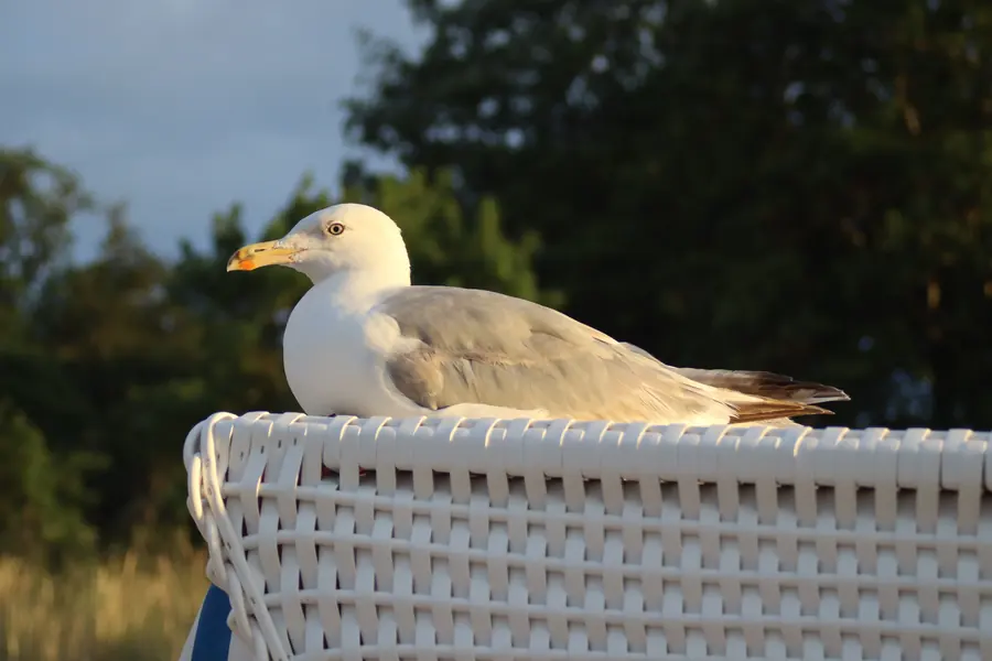 Möve